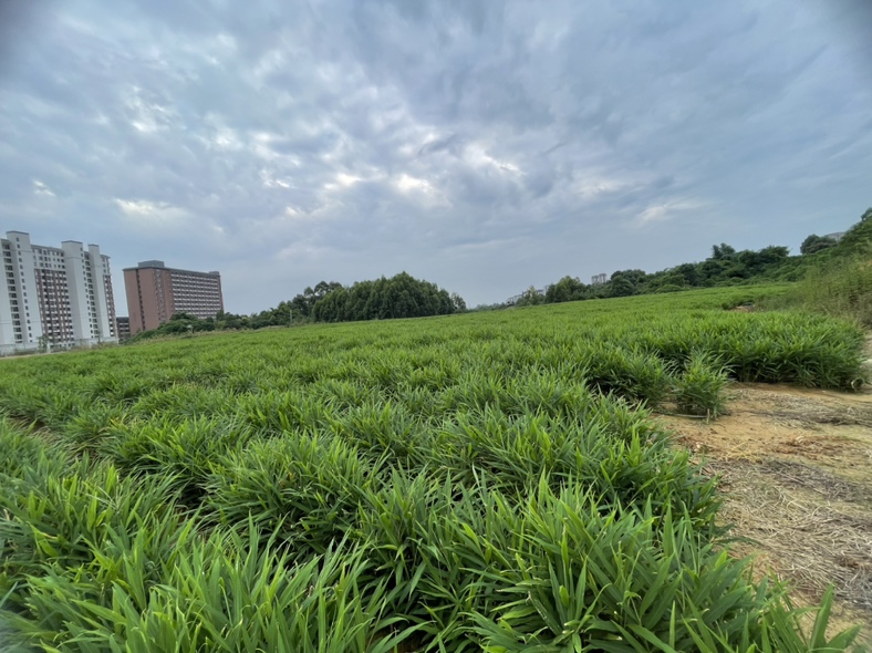黄姜种植基地航拍图