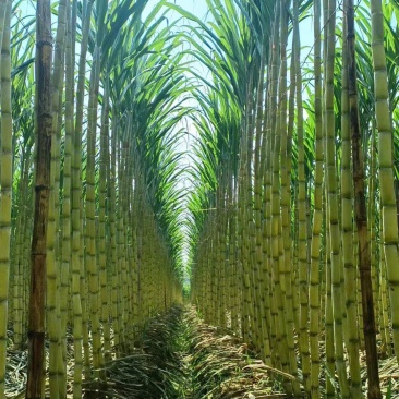 云南甘蔗青皮甘蔗红金甘蔗自家种植价格可谈包熟包甜