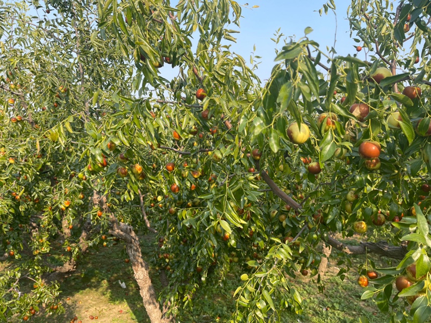 冬枣种植分布图