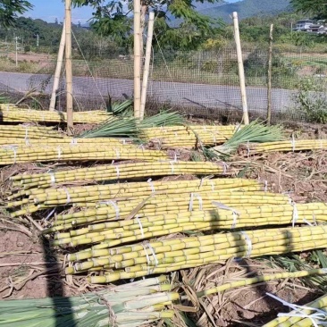 云南青皮黄金甘蔗，黑皮甘蔗，基地一手年销3万吨左右，