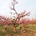 园林造型梅花老桩梅花景观梅花一手产地梅园供应