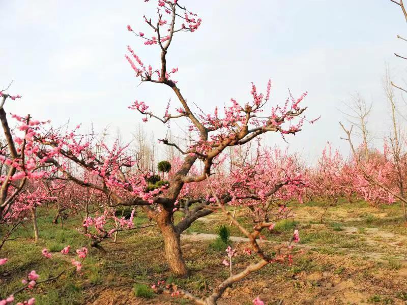 园林造型梅花老桩梅花景观梅花一手产地梅园供应