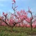 园林造型梅花老桩梅花景观梅花一手产地梅园供应