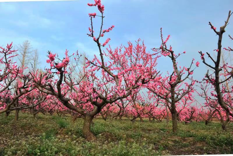 园林造型梅花老桩梅花景观梅花一手产地梅园供应
