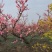 园林造型梅花老桩梅花景观梅花一手产地梅园供应