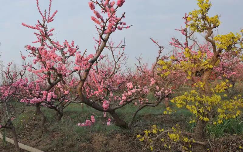 园林造型梅花老桩梅花景观梅花一手产地梅园供应
