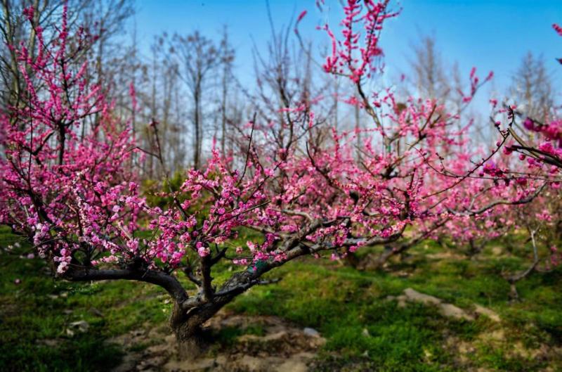 园林造型梅花老桩梅花景观梅花一手产地梅园供应