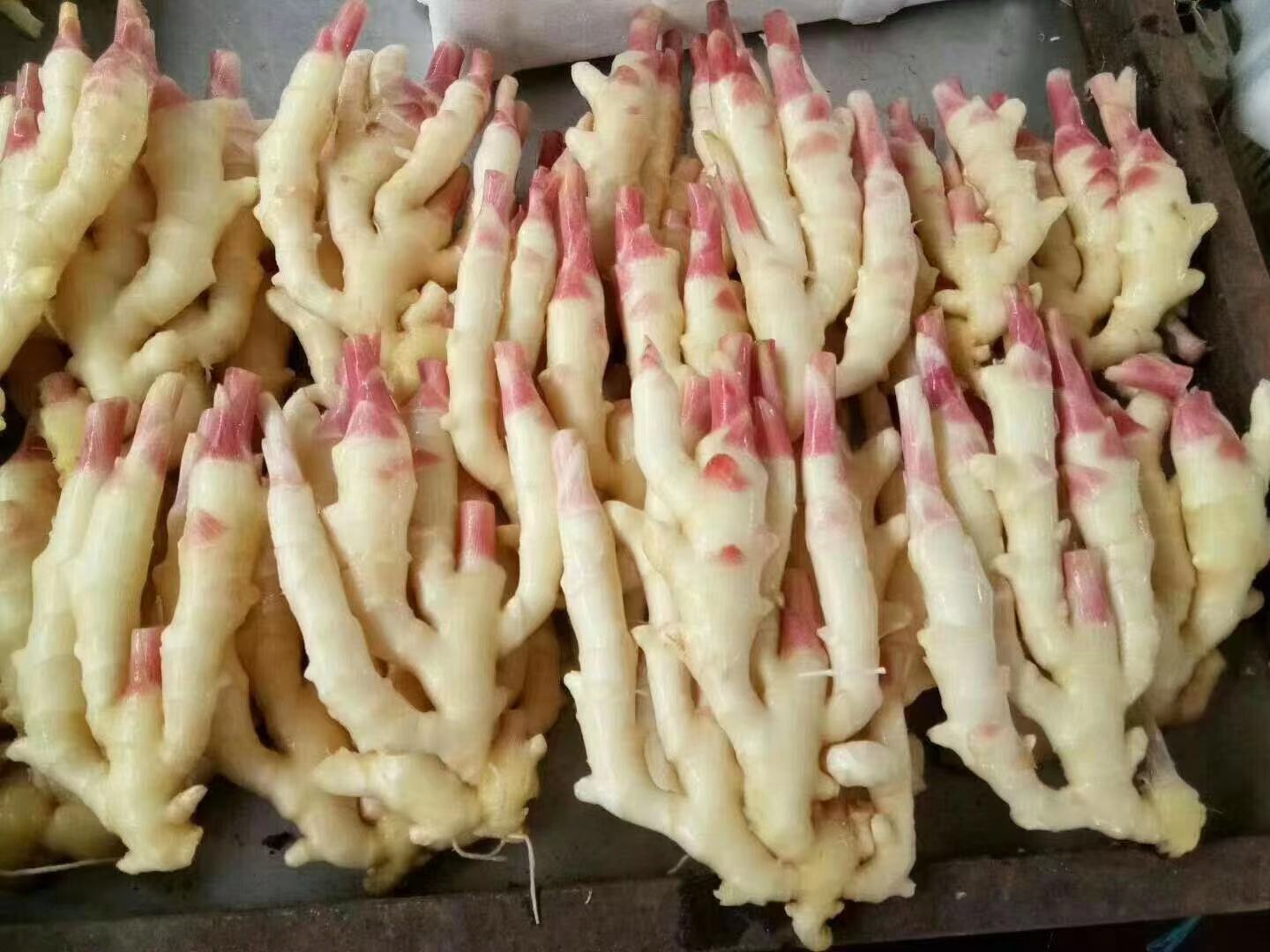 红芽姜烹饪成品展示