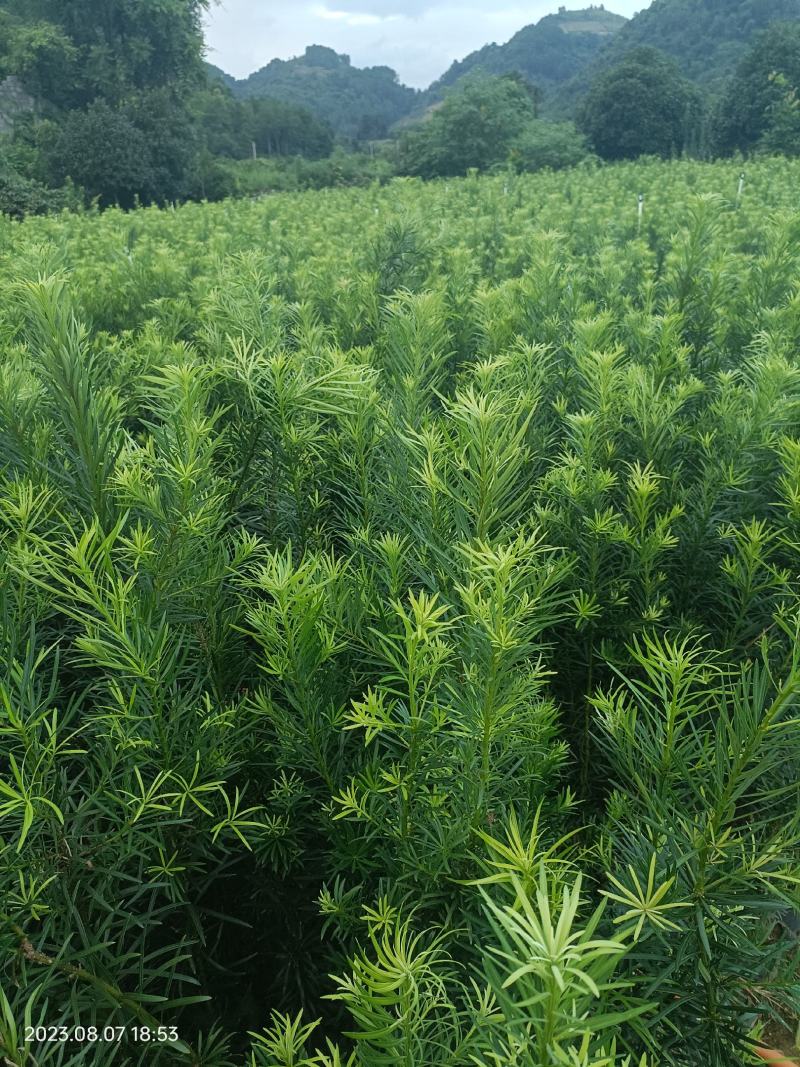 罗汉松杯苗