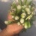 优质芹菜苗