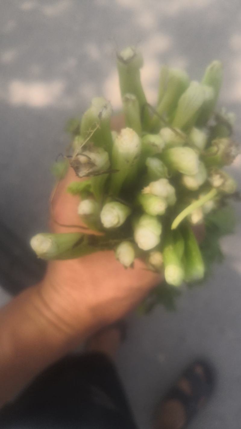优质芹菜苗
