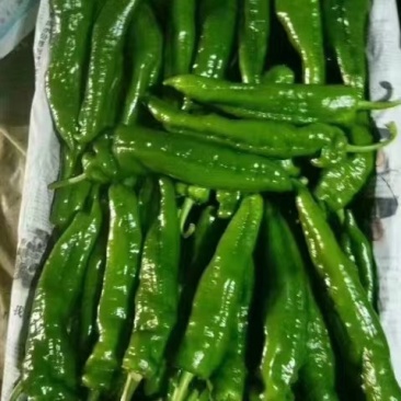 万亩大棚精品301薄泡椒，大量上市一手货源