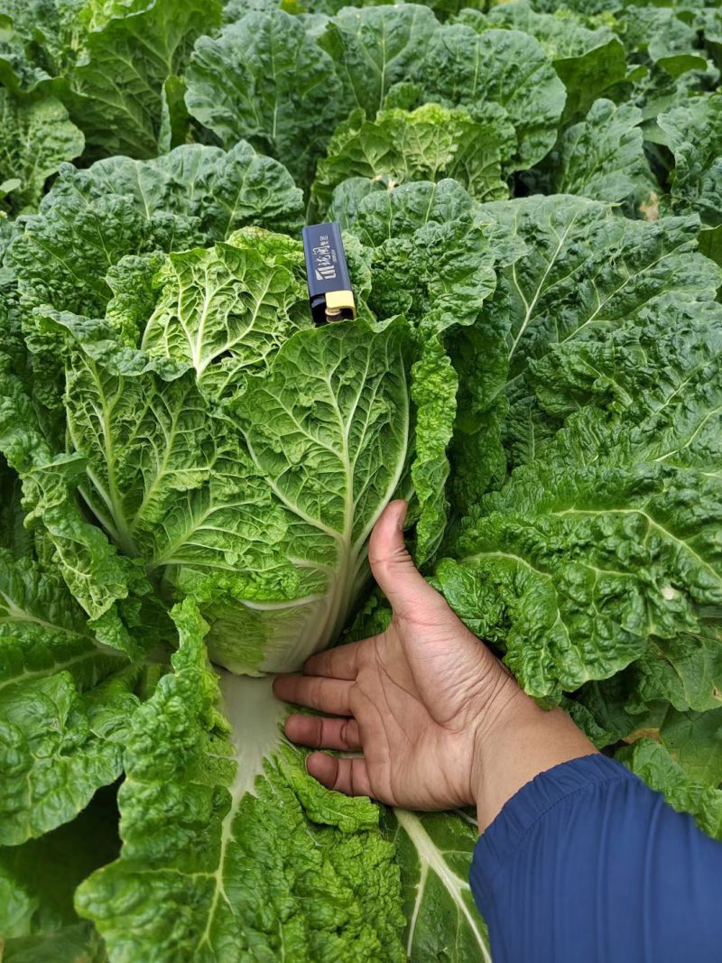 黄心大白菜大量有货，价格优惠有需要的老板抓紧预订