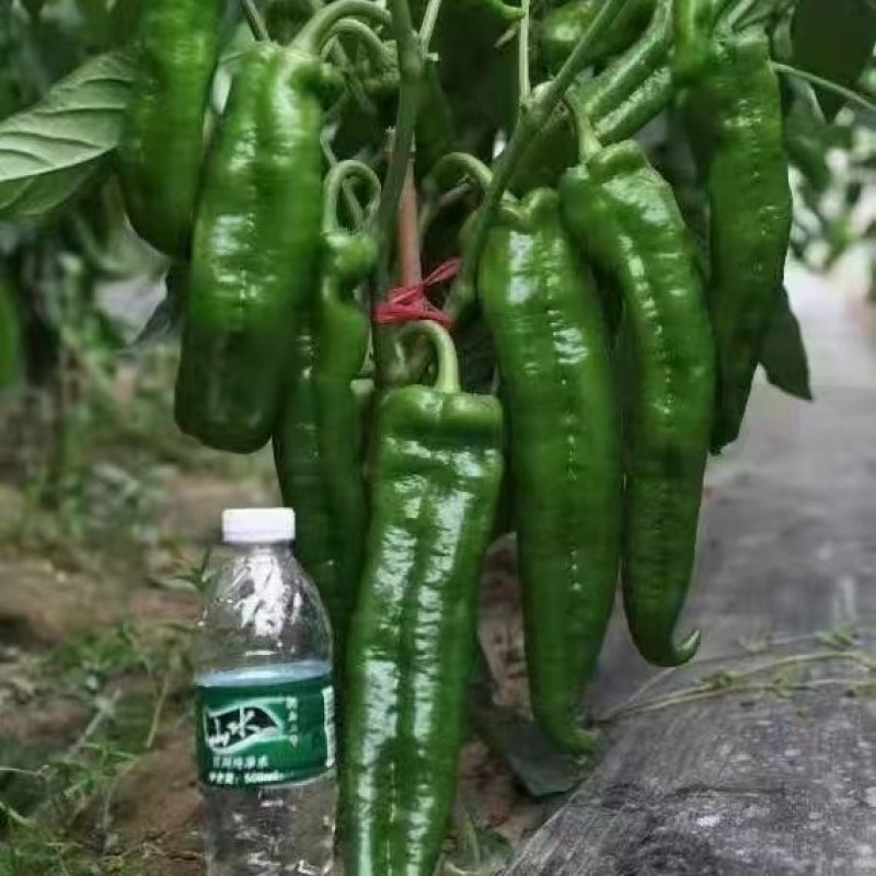 万亩大棚精品301薄泡椒，大量上市一手货源