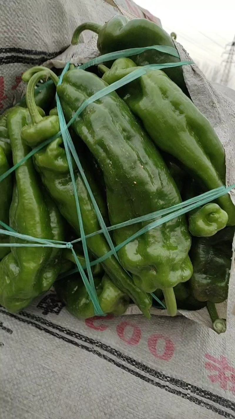 万亩大棚精品301薄泡椒，大量上市一手货源
