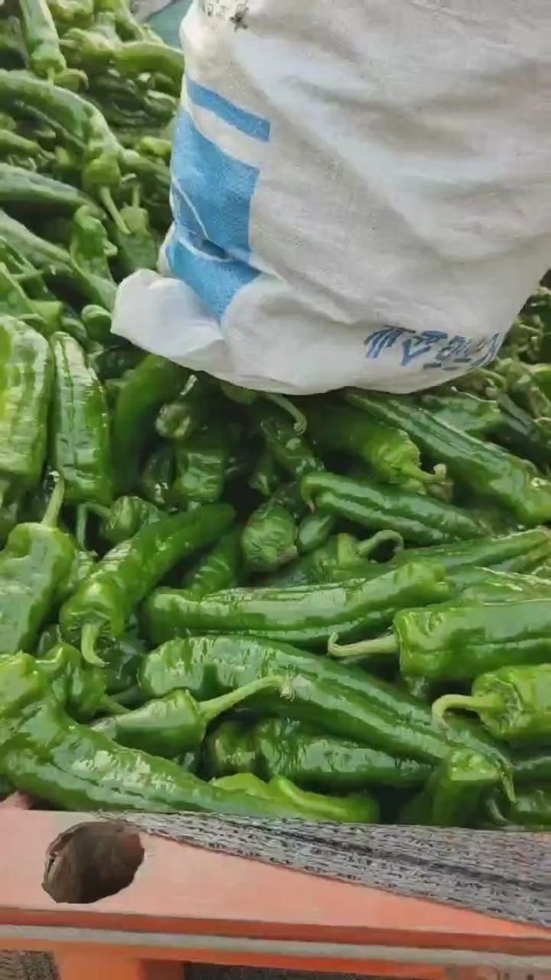 万亩大棚精品301薄泡椒，大量上市一手货源