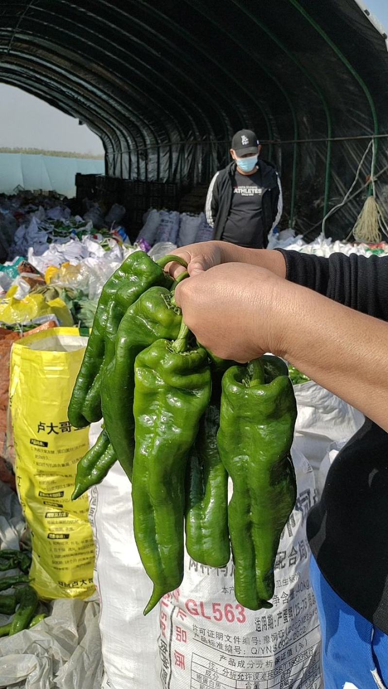 万亩大棚精品301薄泡椒，大量上市一手货源