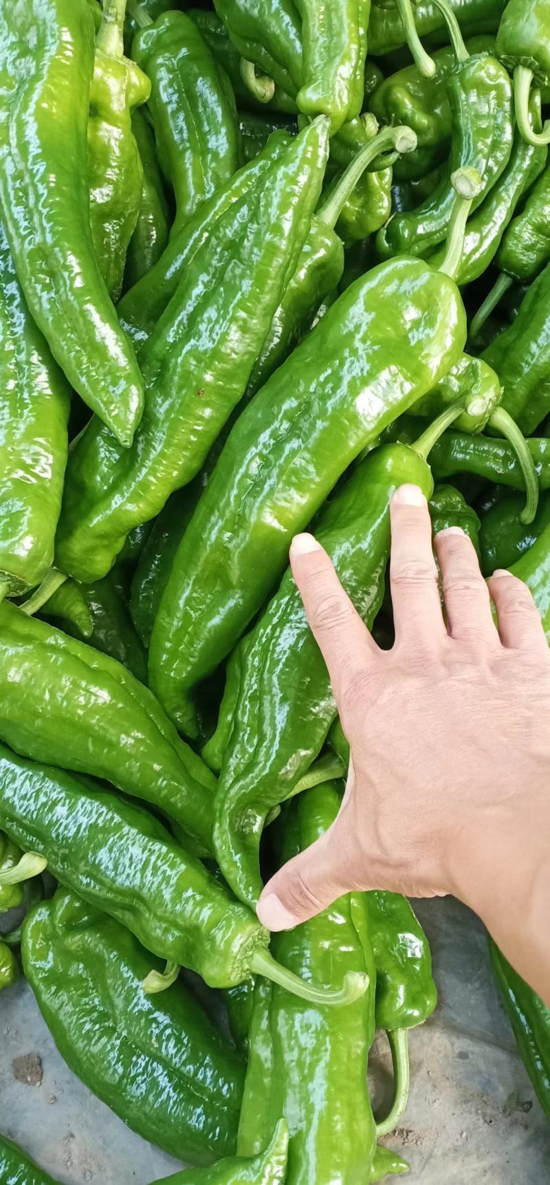 万亩大棚精品301薄泡椒，大量上市一手货源