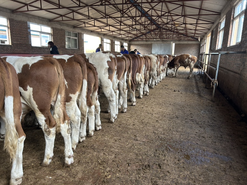 西门塔尔牛在养殖场中整齐排列,准备装车运输,展示出养殖场的规模化与专业化 西门塔尔牛在养殖场中整齐排列等待运输