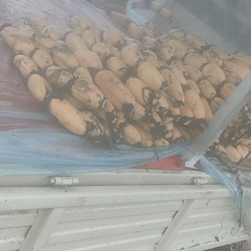 阜南精品莲藕一手货源，货源充保质保量诚信经营欢迎新老客