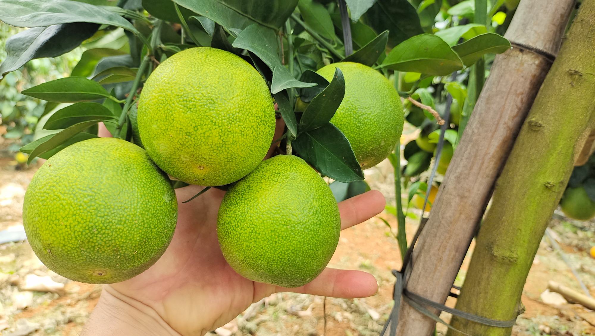 爱媛橙选购对比图