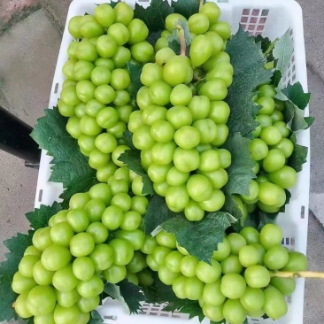 陕西阳光玫瑰葡萄产区