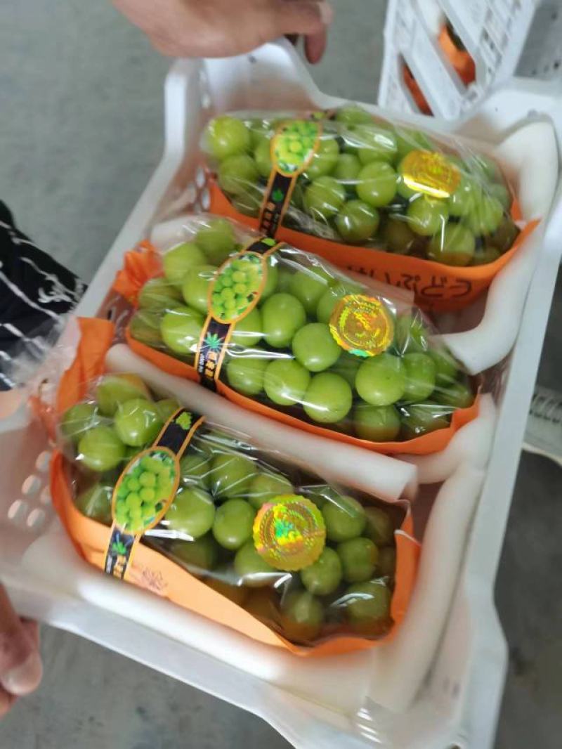陕西阳光玫瑰葡萄产区