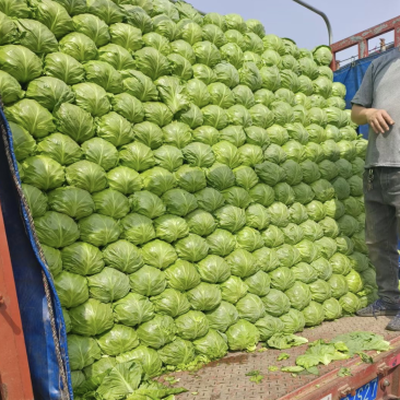 河北精品甘蓝圆包菜产地直发品质保证货源充足