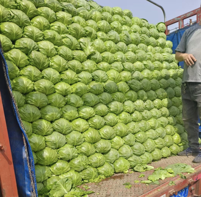 河北精品甘蓝圆包菜产地直发品质保证货源充足