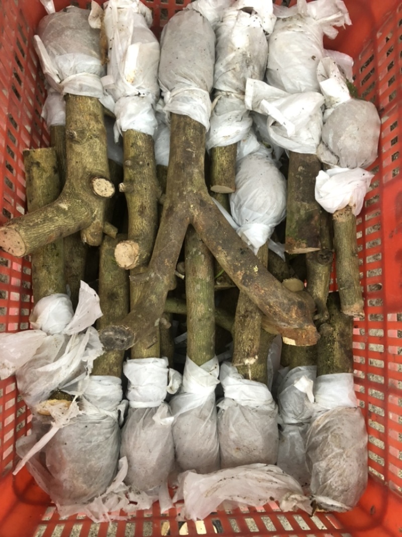 广东广州增城朱村山角香水柠檬苗-广东省内包邮
