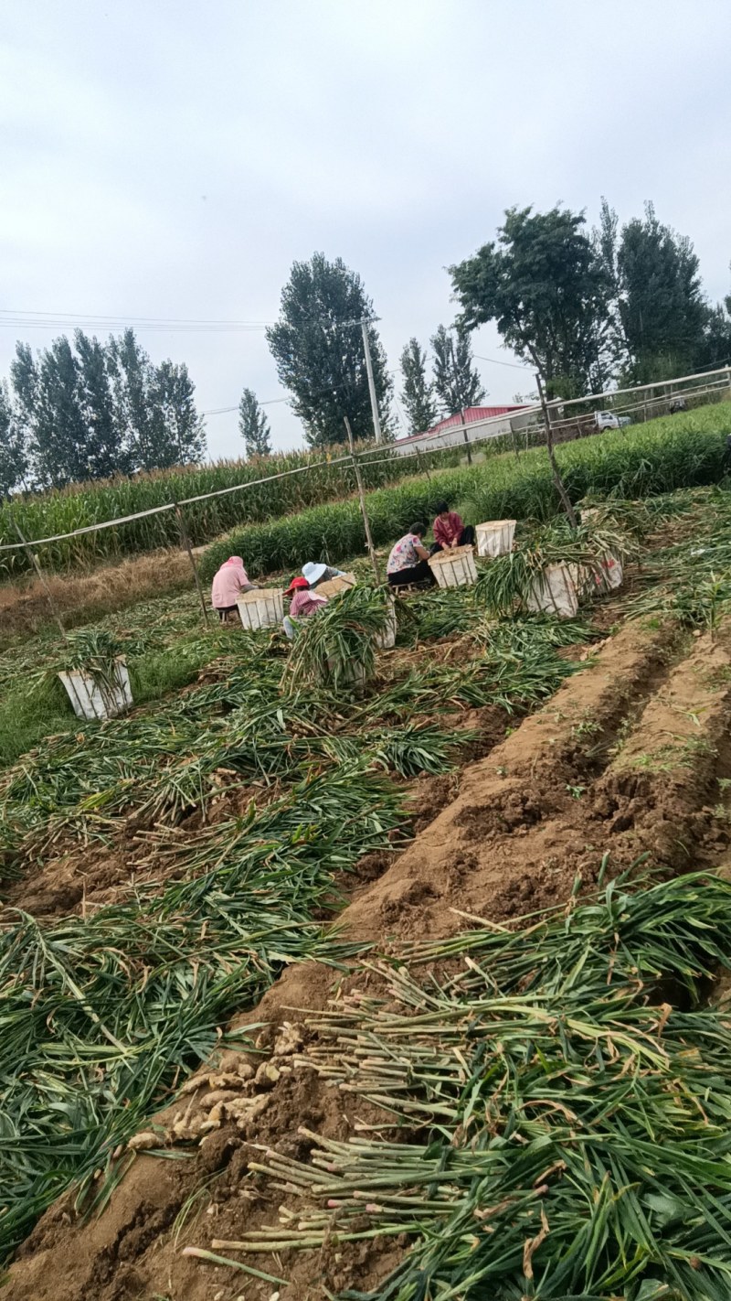 红芽姜大姜上市，量大质优