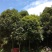 自家金桂几千株.靠谱的老板联系