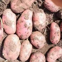 精品土豆雪川红土豆货源充足量大从优质量保证欢迎咨询