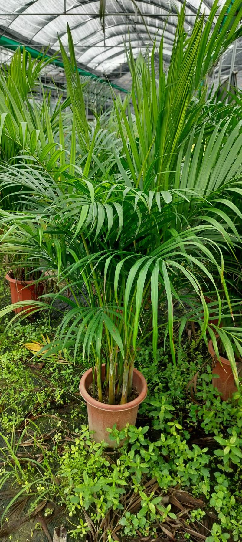 居家绿植散尾葵