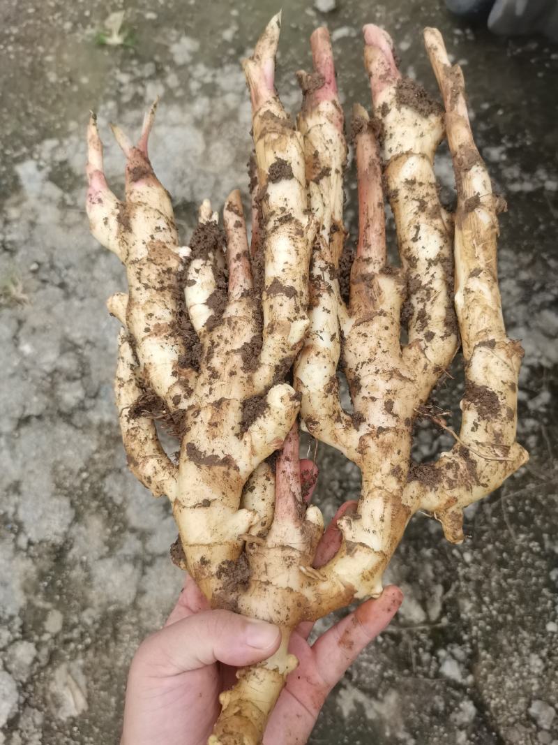 精品一级货