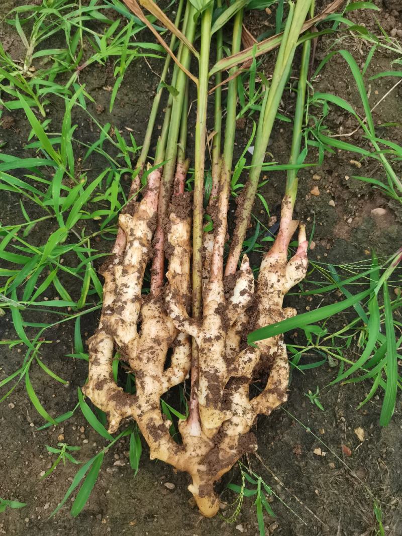 精品一级货