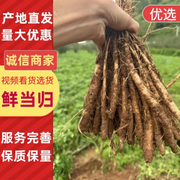 大凉山甜当归，干当归，菜当归，小金当归，干当归，药当归