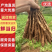 大凉山甜当归，干当归，菜当归，小金当归，干当归，药当归