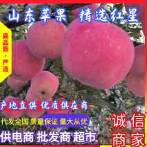 山东红星苹果大量上市基地直采货源充足产地直发