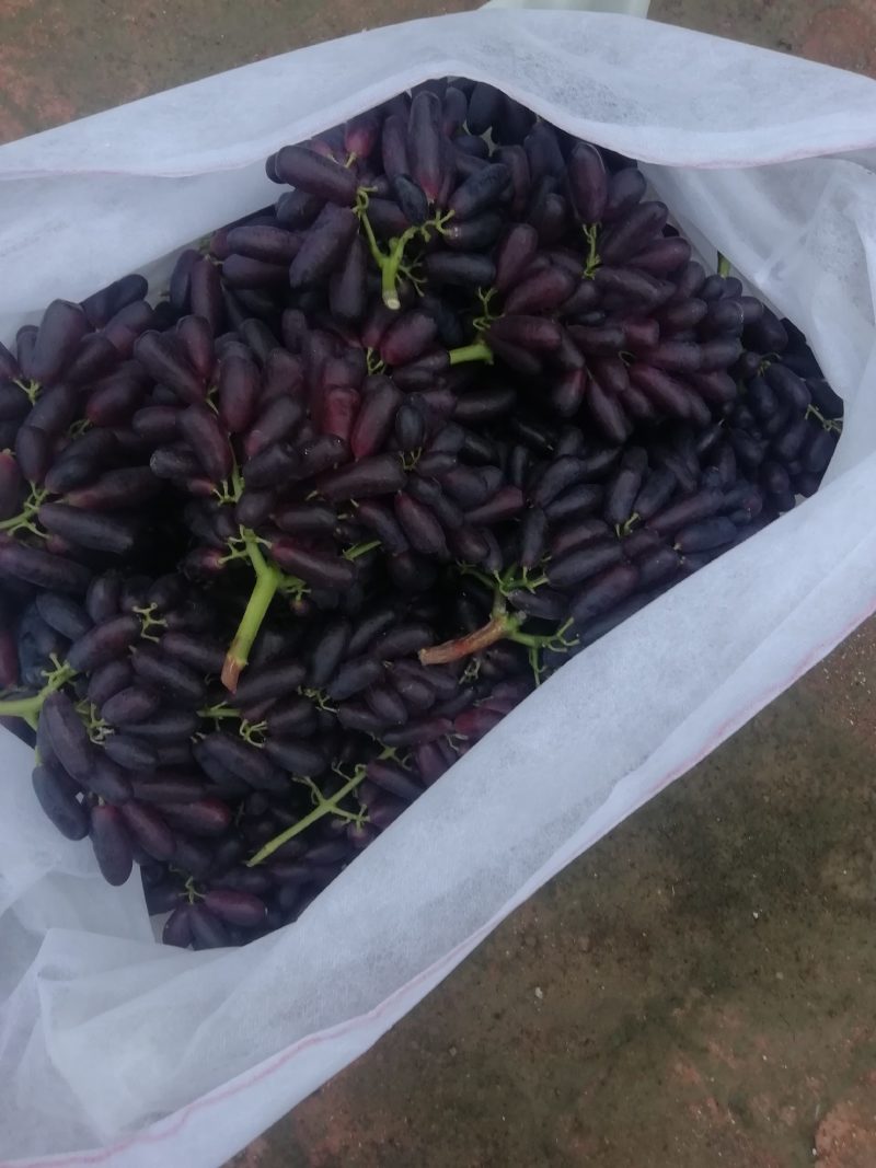 篮宝石葡萄，数量不多了，有需要的联系我，