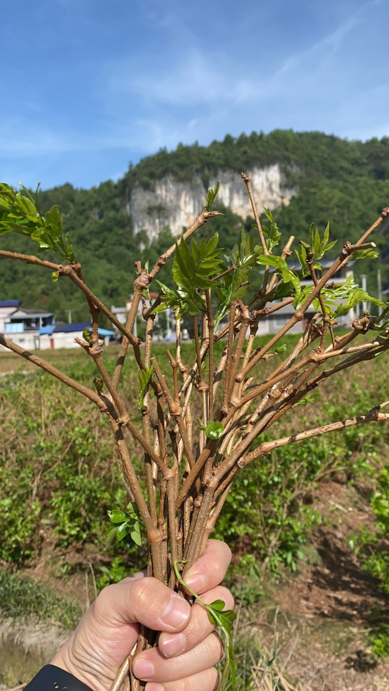张家界正宗梅茶