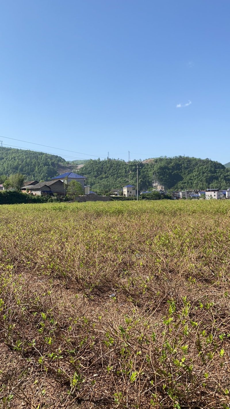 张家界正宗梅茶