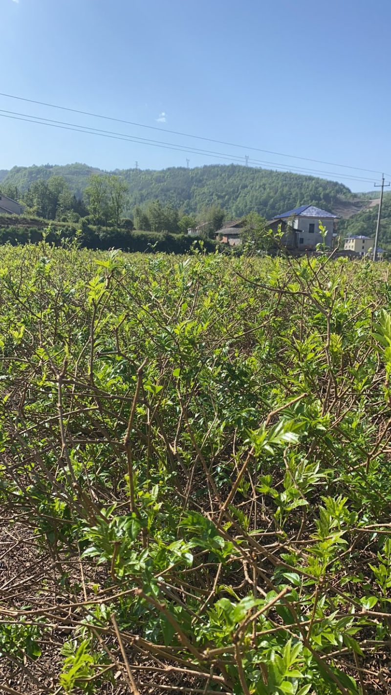 张家界正宗梅茶