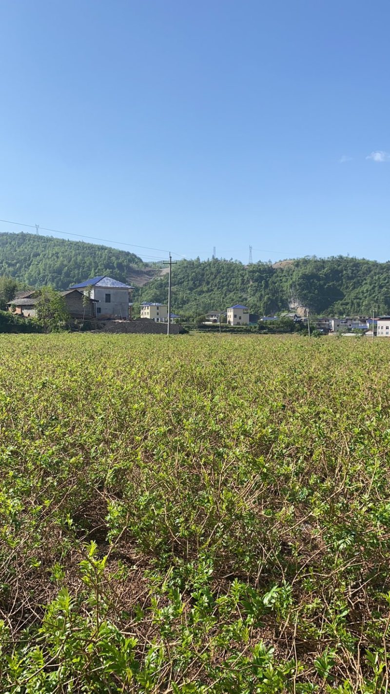 张家界正宗梅茶