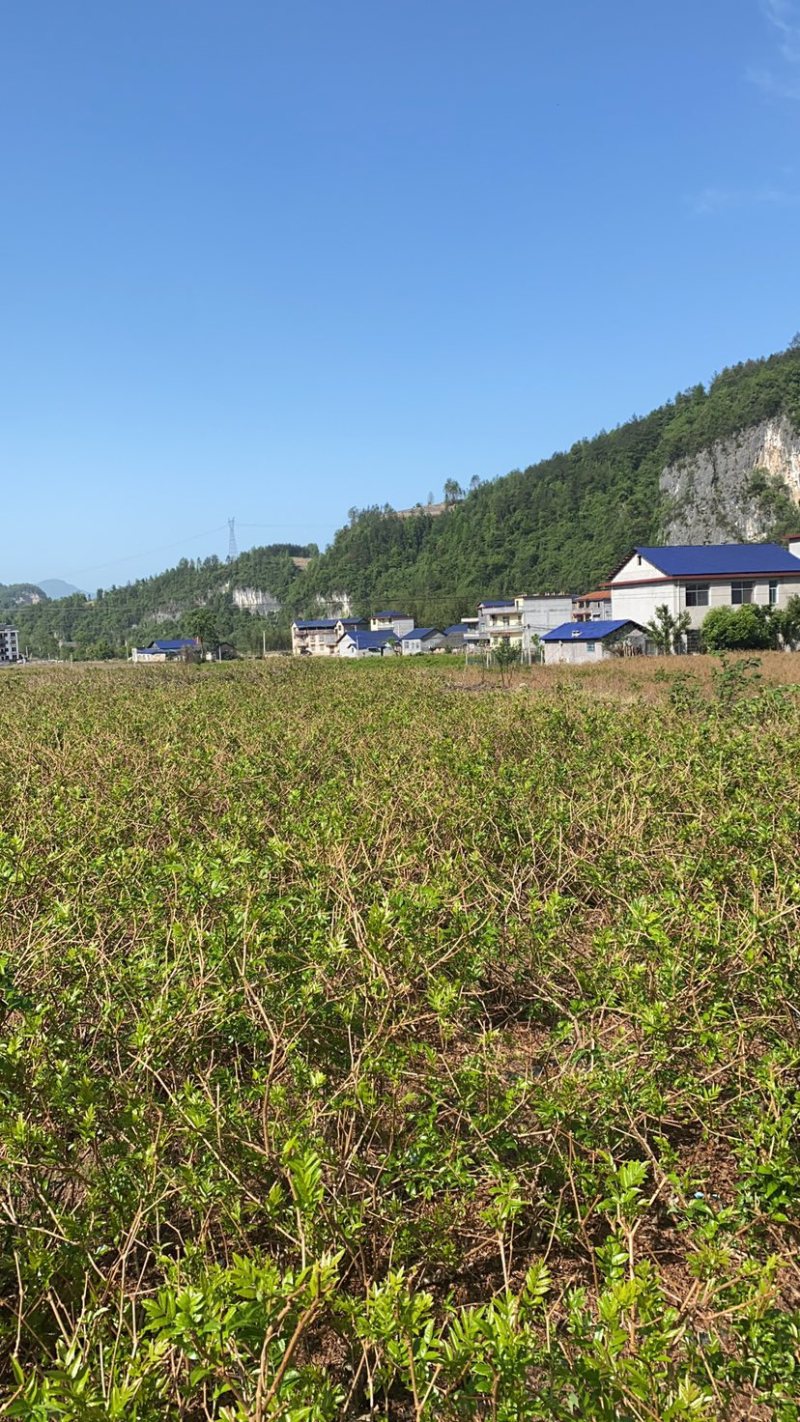 张家界正宗梅茶