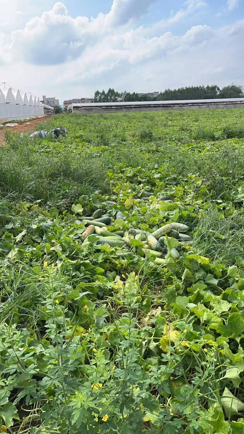 广西南宁横州市毛节瓜量大上市，一手货源，基地发货！