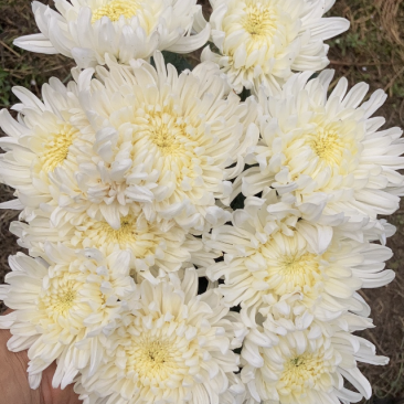 白菊