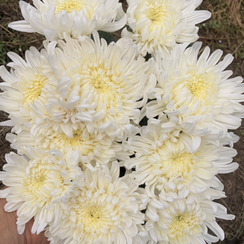 白菊