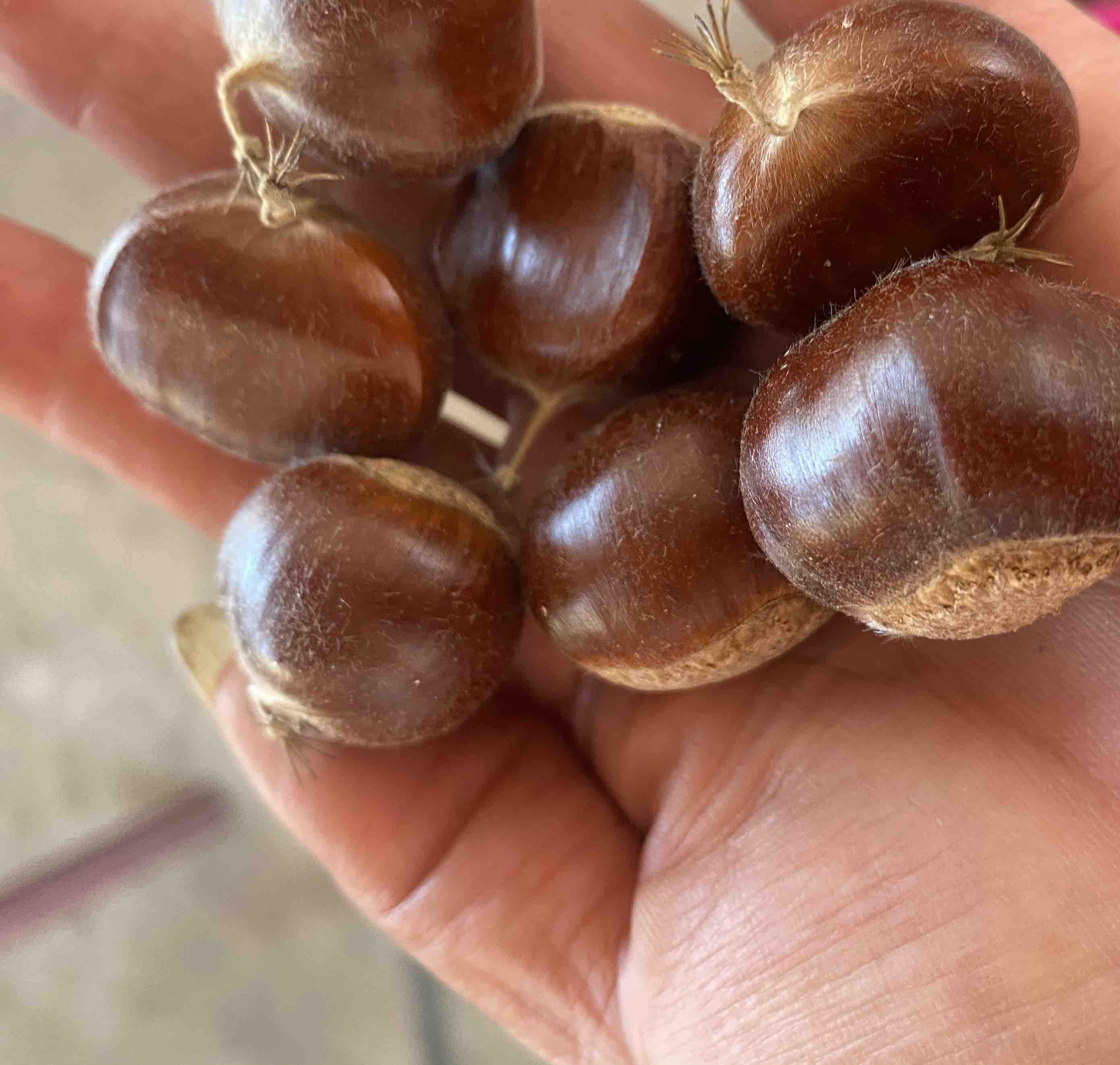 巨型栗子特写