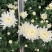 白菊